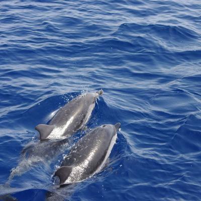 Voile et dauphins en Corse